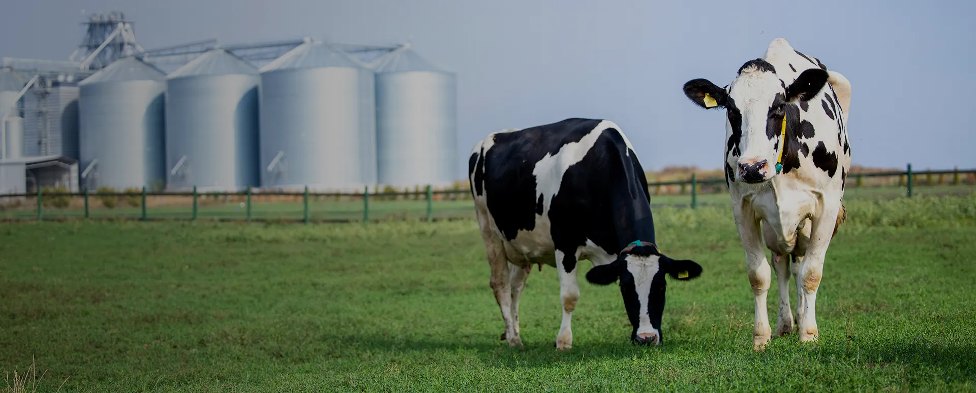Two cows standing in a green grass filed with metal farm silos in the background.