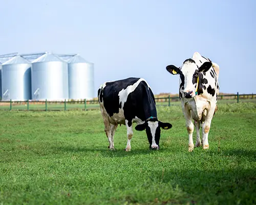 Two cows standing in a green grass filed with metal farm silos in the background.