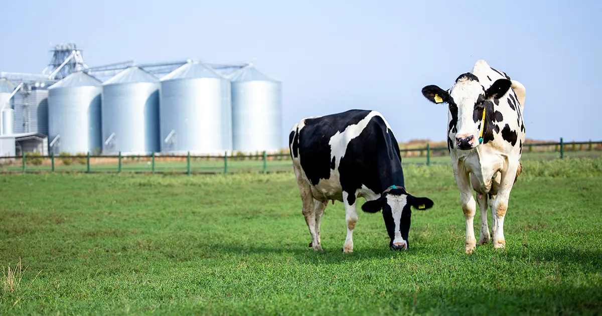 Two cows standing in a green grass filed with metal farm silos in the background.