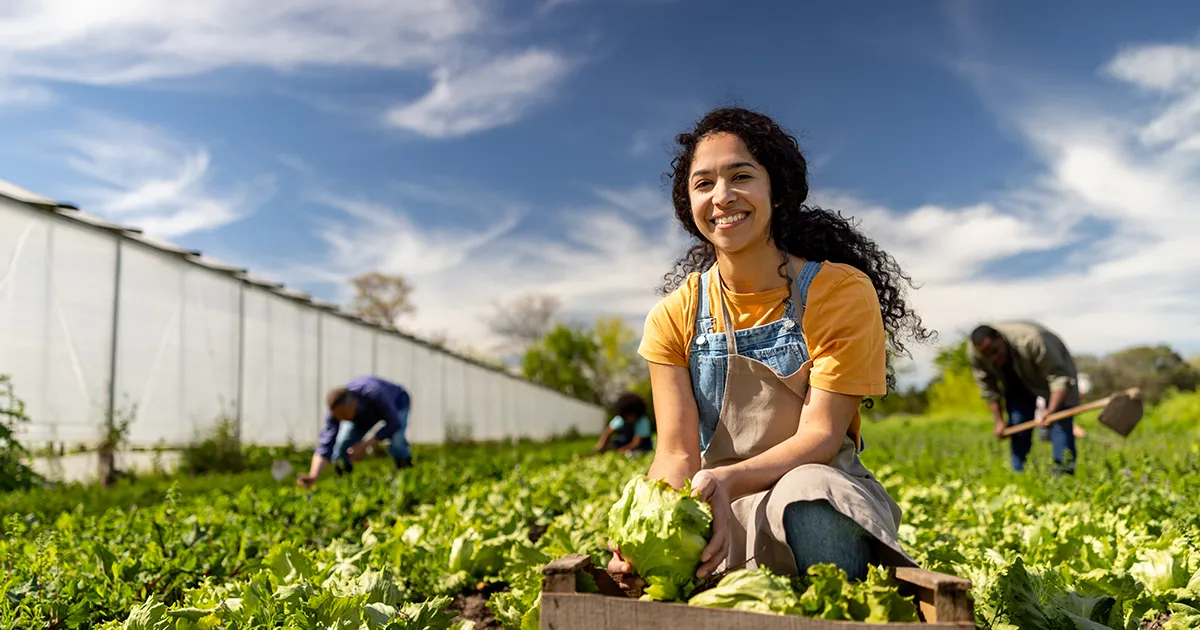 A smiling woman kneeling in a field and placing freshly picked lettuce in a box.