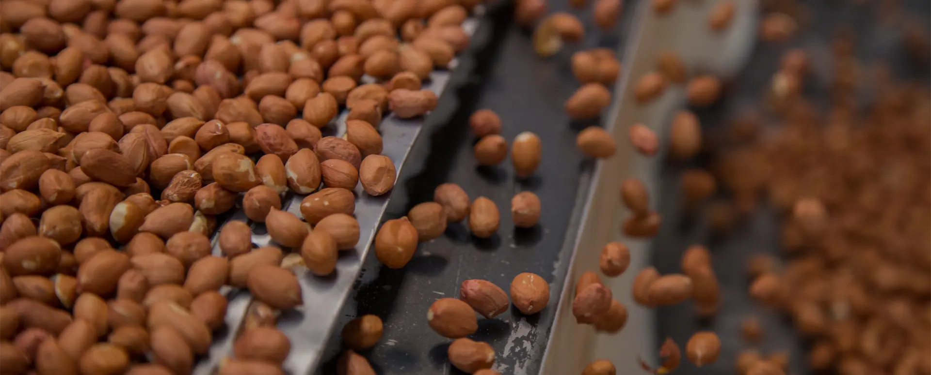 A top view of nuts being processed.