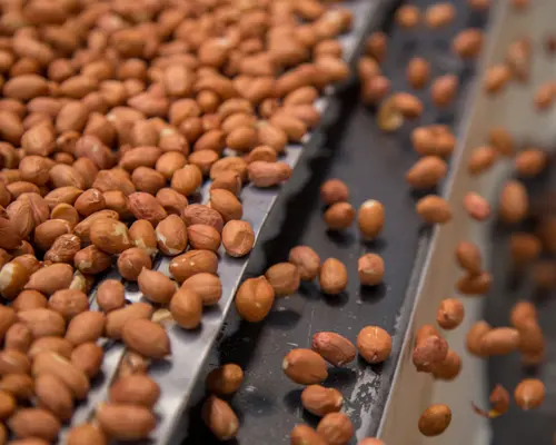 A top view of nuts being processed.