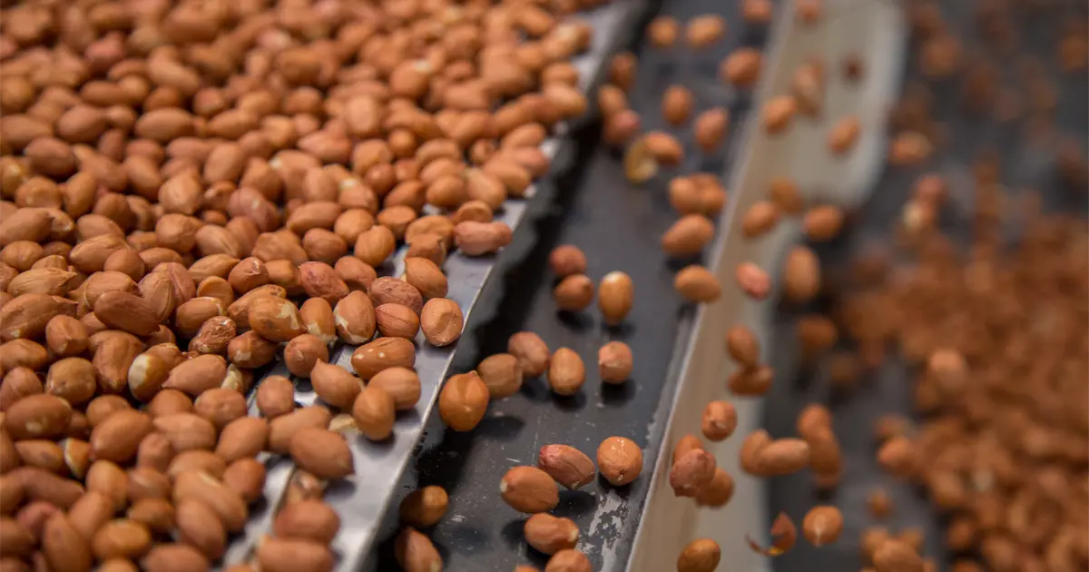 A top view of nuts being processed.
