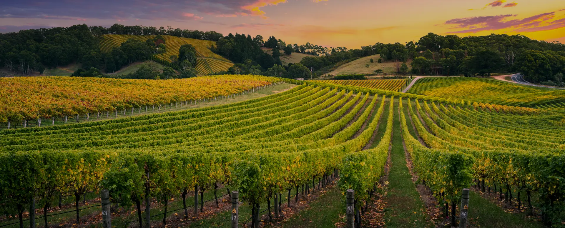 Rows of grape vines stretching across rolling hills a sunset.