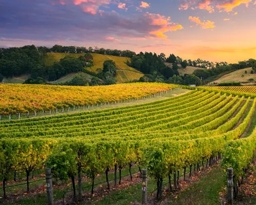 Rows of grape vines stretching across rolling hills a sunset.