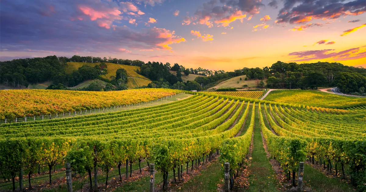 Rows of grape vines stretching across rolling hills a sunset.
