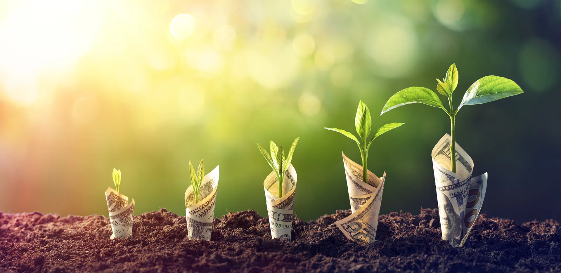 Dollar bills wrapped around sprouts growing from the ground.