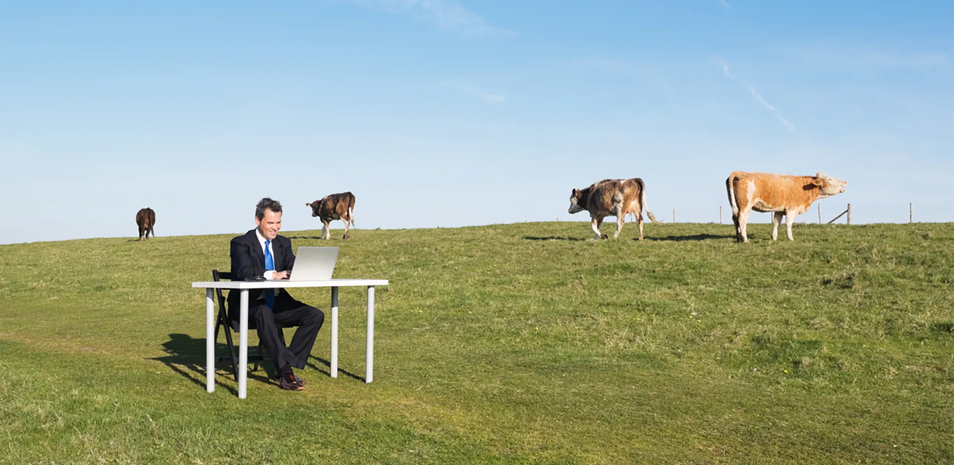 A professional working on a laptop computer in a field surrounded by cattle.