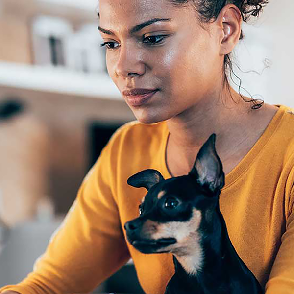 A woman and a chihuahua looking at a laptop.