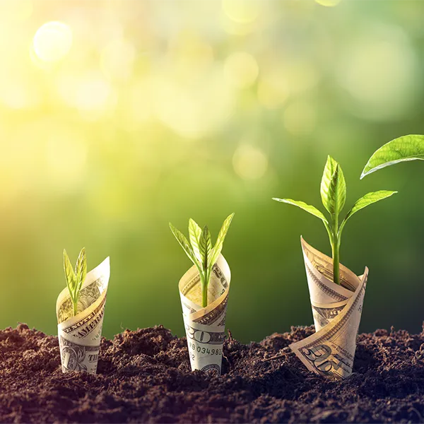 Dollar bills wrapped around sprouts growing from the ground.