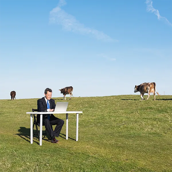 A professional working on a laptop computer in a field surrounded by cattle.