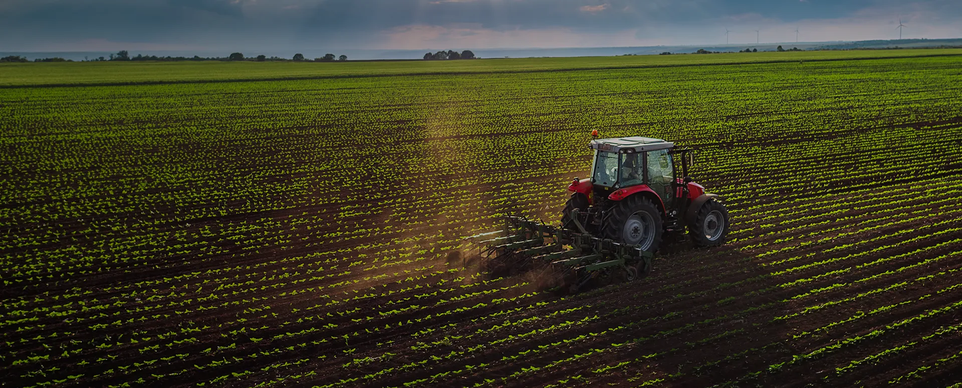 A tractor plowing across a field on young green sprouts.